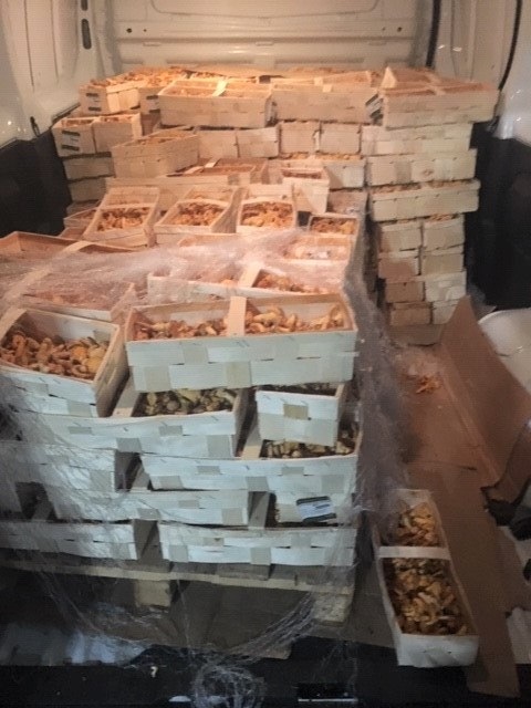 Les douanes suisses ont mis la main sur 350 kilos de girolles